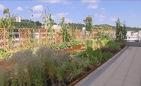 Potager urbain