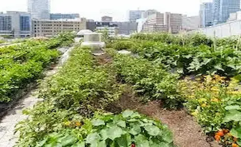 Toit-potager urbain